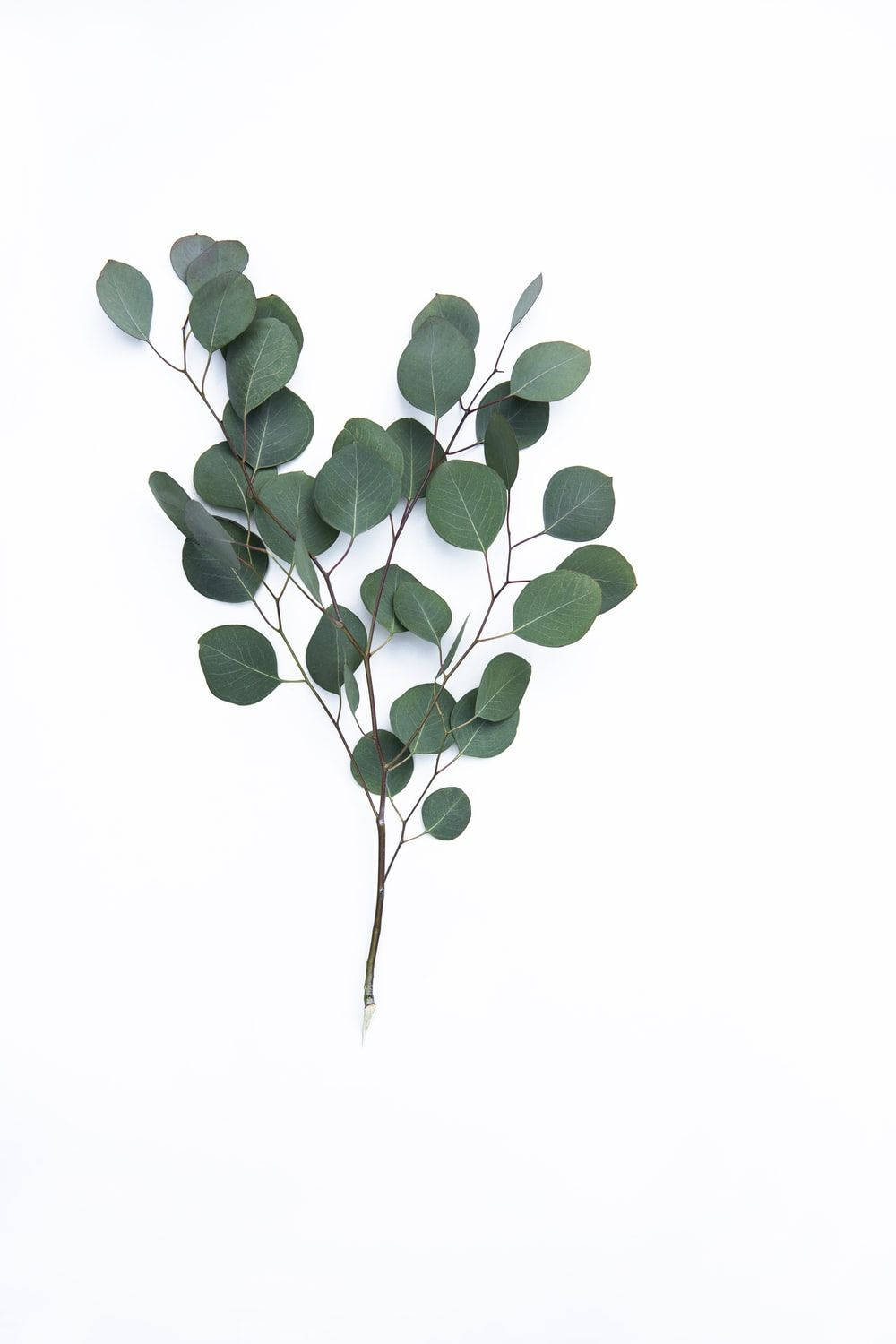 dark green eucalyptus branch, round green leaves, stark white background, HD Phone Wallpaper
