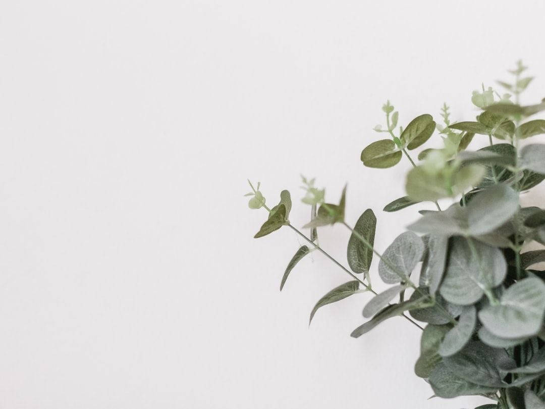 indoor eucalyptus plant, soft green leaves, clean white background, SD Desktop Wallpaper