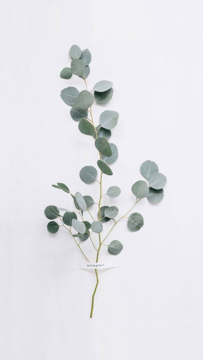 eucalyptus, silver-green leaves, clean white background, SD Phone Wallpaper