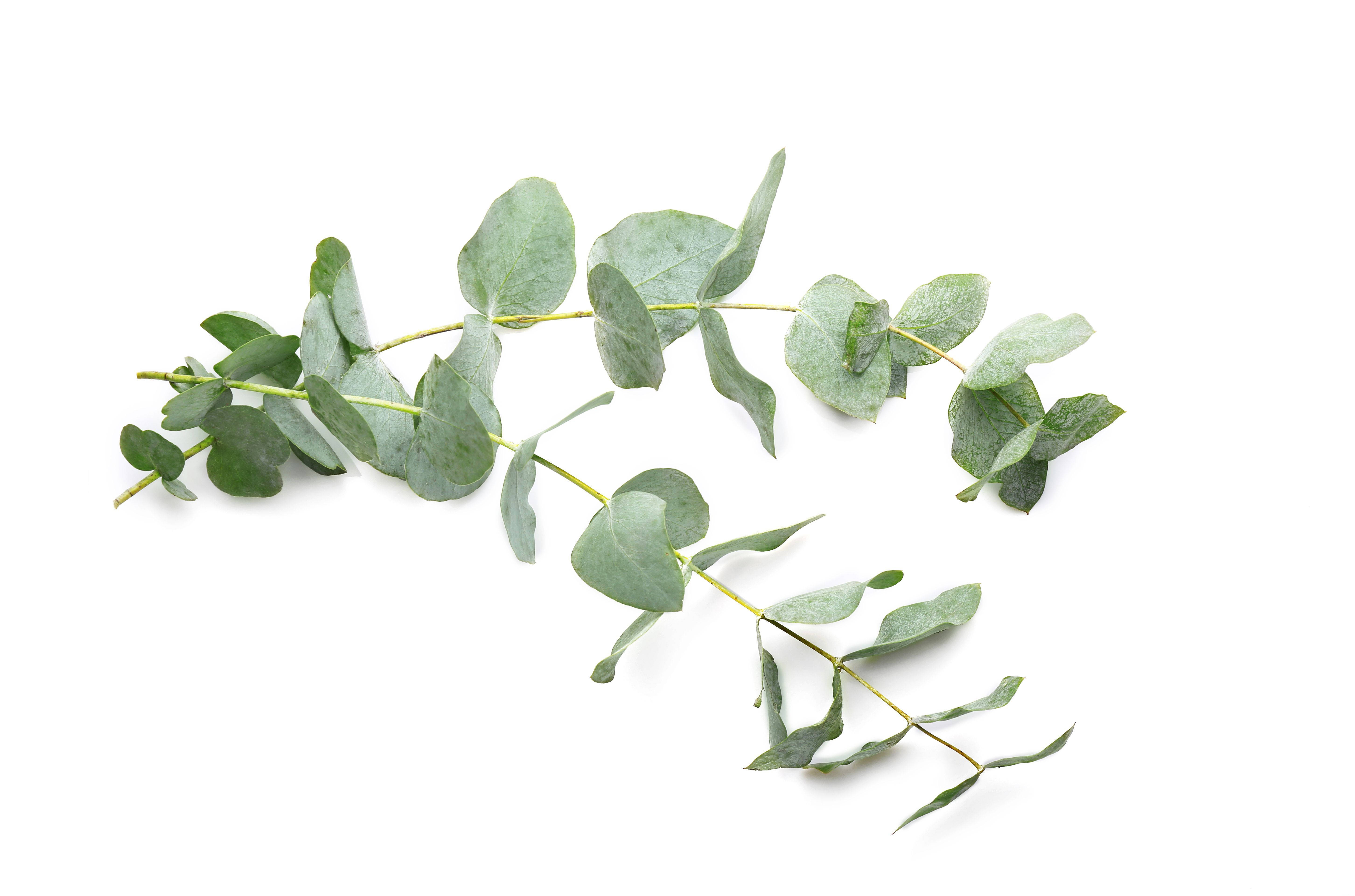 eucalyptus, soft green leaves, delicate branch, 5K Desktop Wallpaper