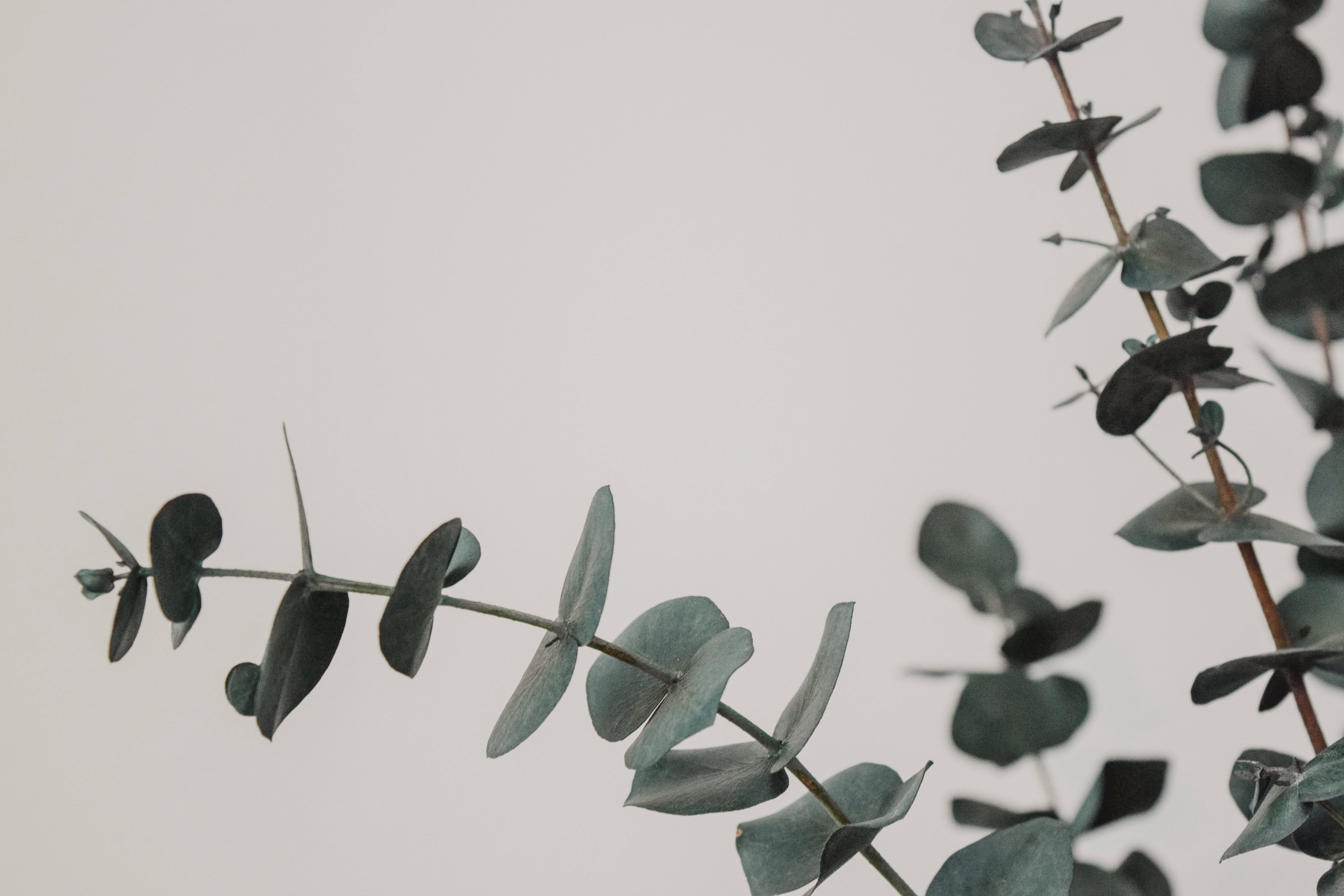 eucalyptus leaves, eucalyptus branches, muted green leaves, 5K Desktop Wallpaper