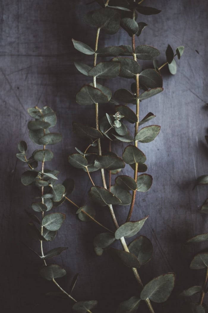 Eucalyptus, gray-green leaves, textured dark gray background, SD Phone Wallpaper