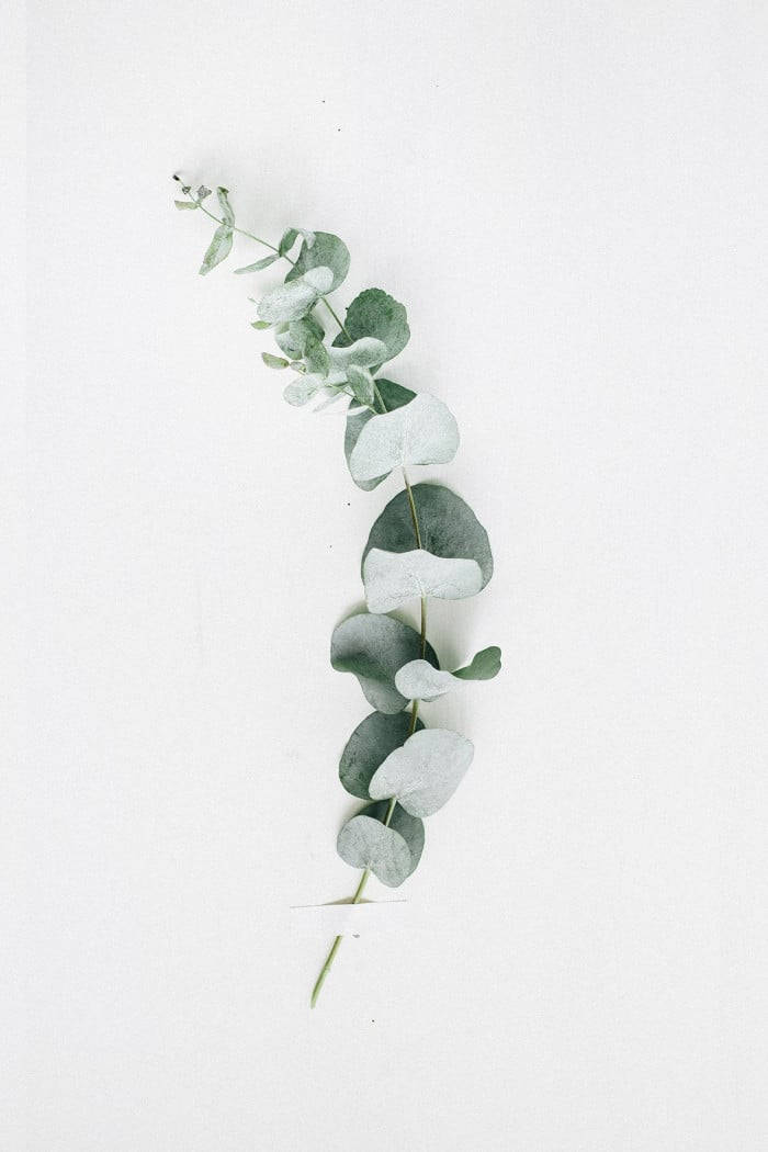 pale eucalyptus branch, silver-green leaves, diagonally arranged, SD Phone Wallpaper