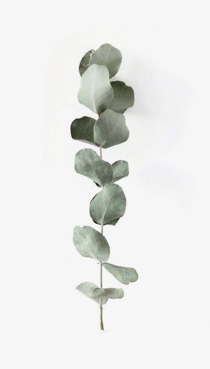 eucalyptus, branch, muted green, SD Phone Wallpaper