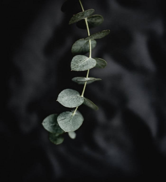 eucalyptus branch, silver-green leaves, dark gray fabric background, SD Phone Wallpaper
