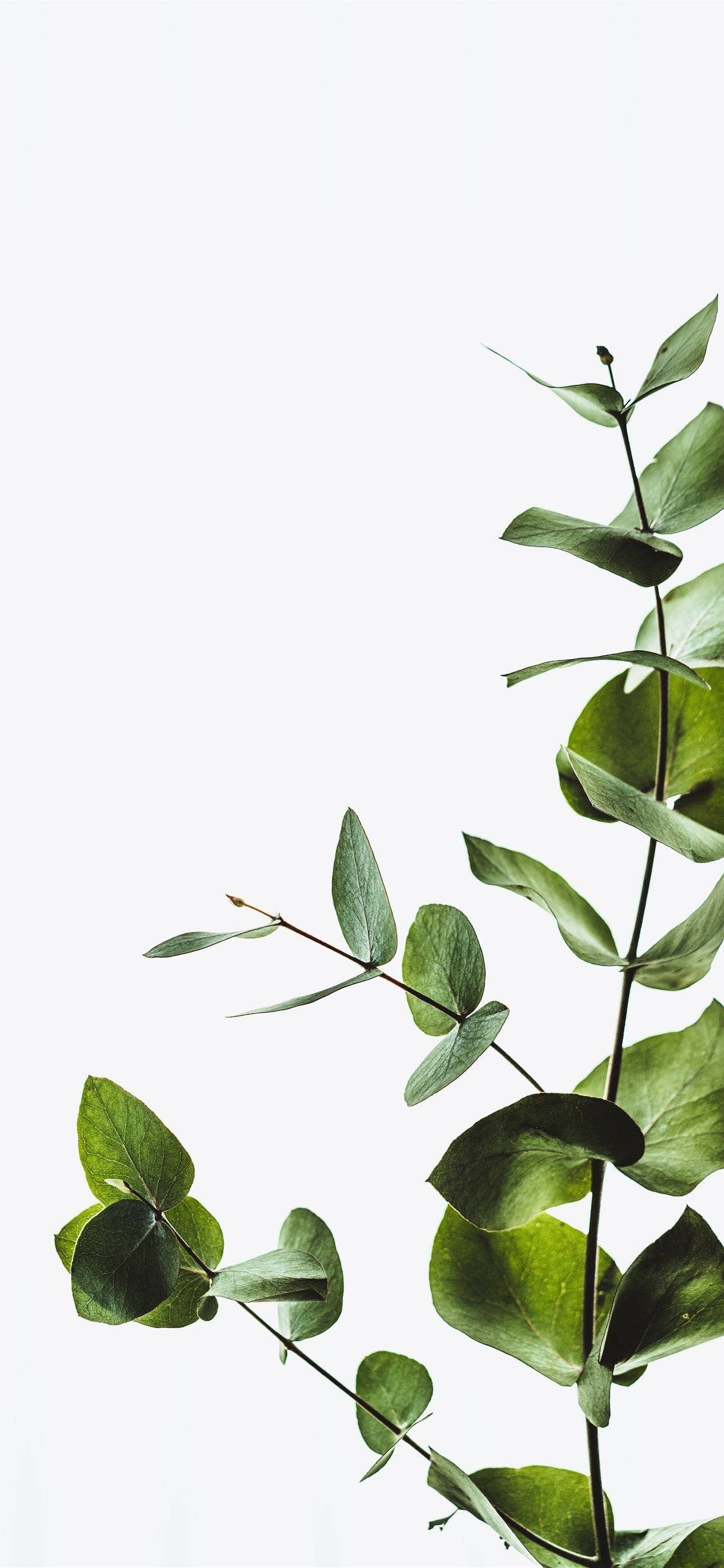 minimalist eucalyptus leaves, glossy green leaves, clean white background, Full HD Phone Wallpaper