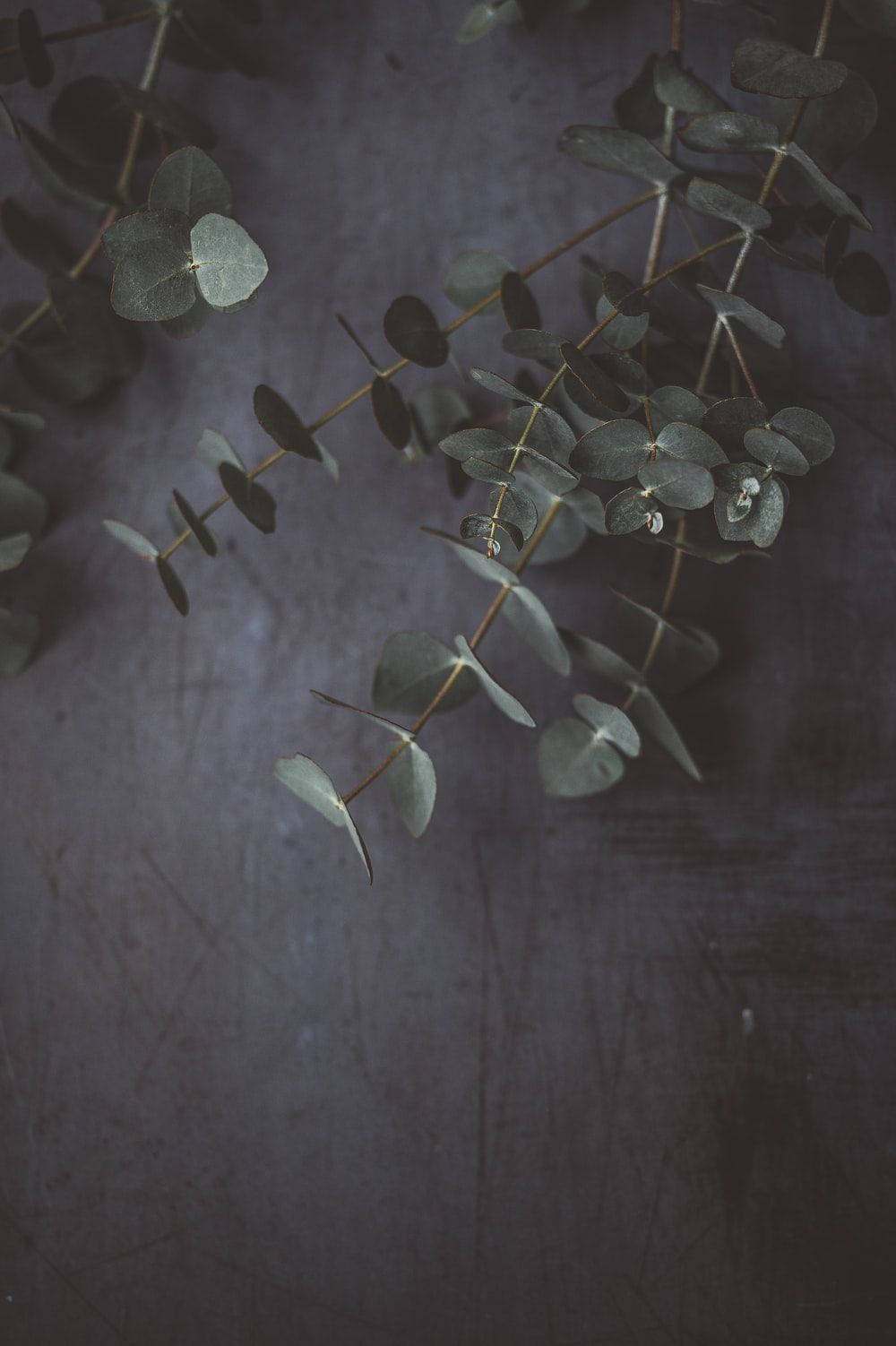 Eucalyptus, dark green, silver-green leaves, HD Phone Wallpaper
