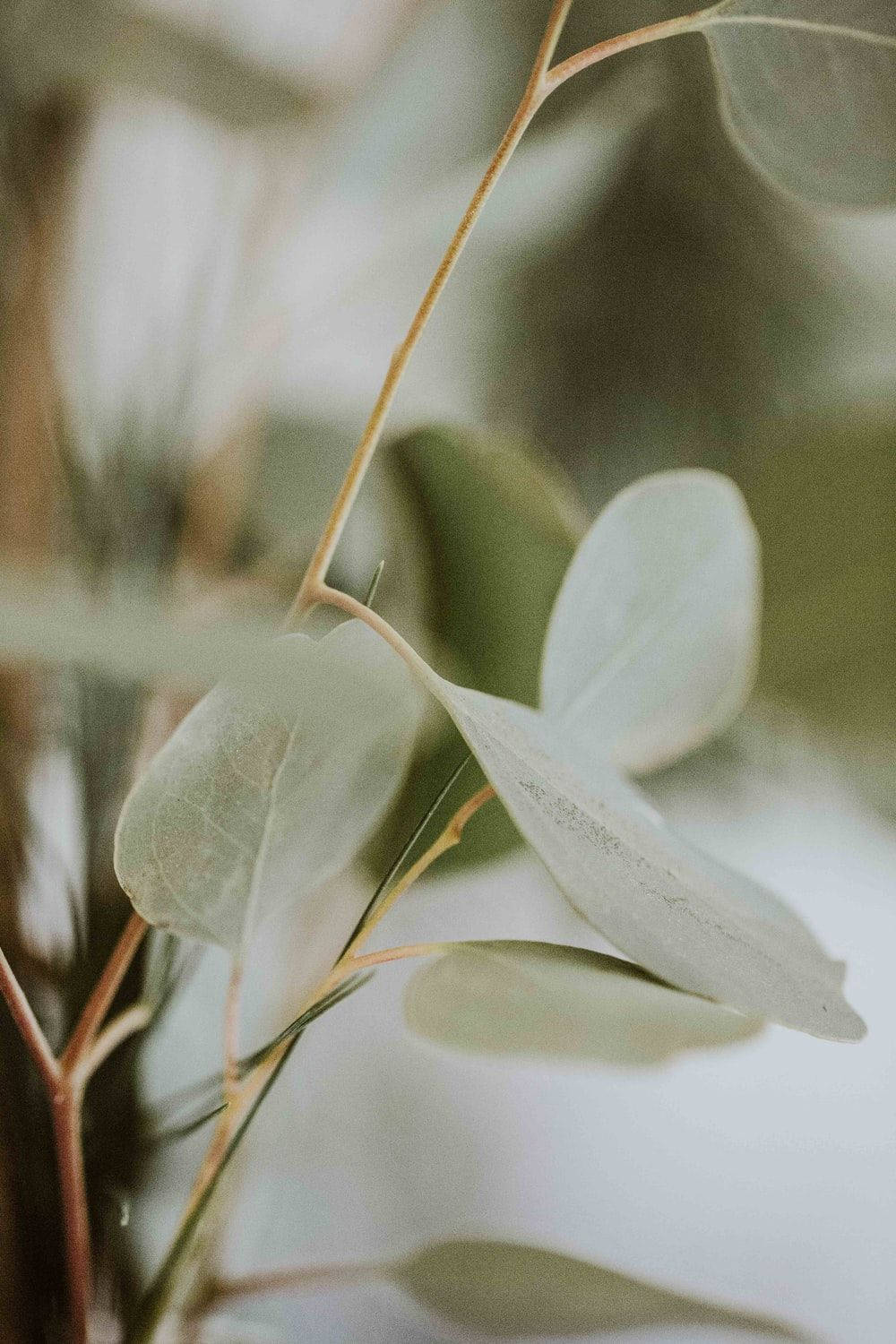 eucalyptus, pale green, delicate veins, HD Phone Wallpaper