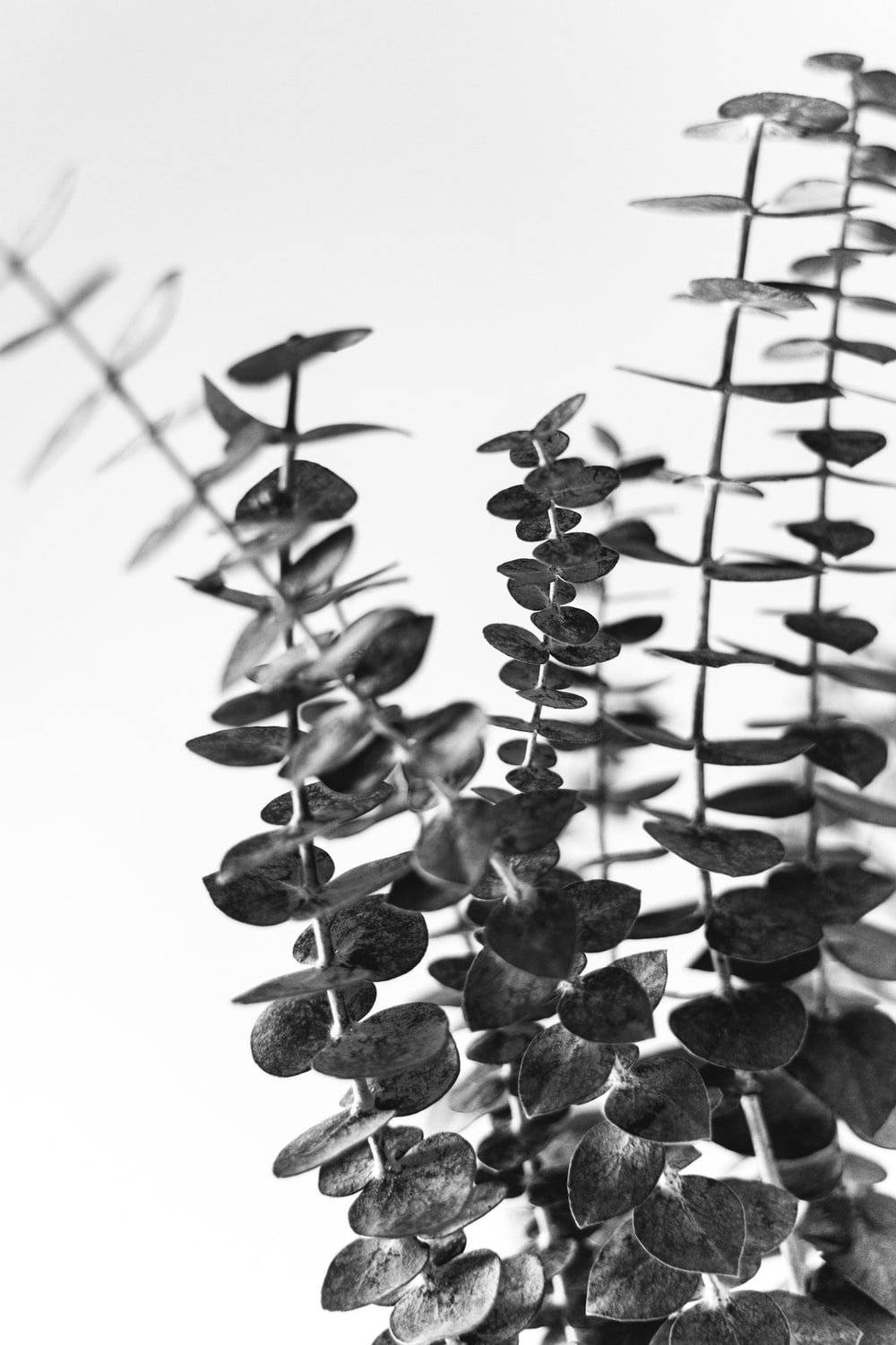 eucalyptus, flat leaves, monochrome, HD Phone Wallpaper