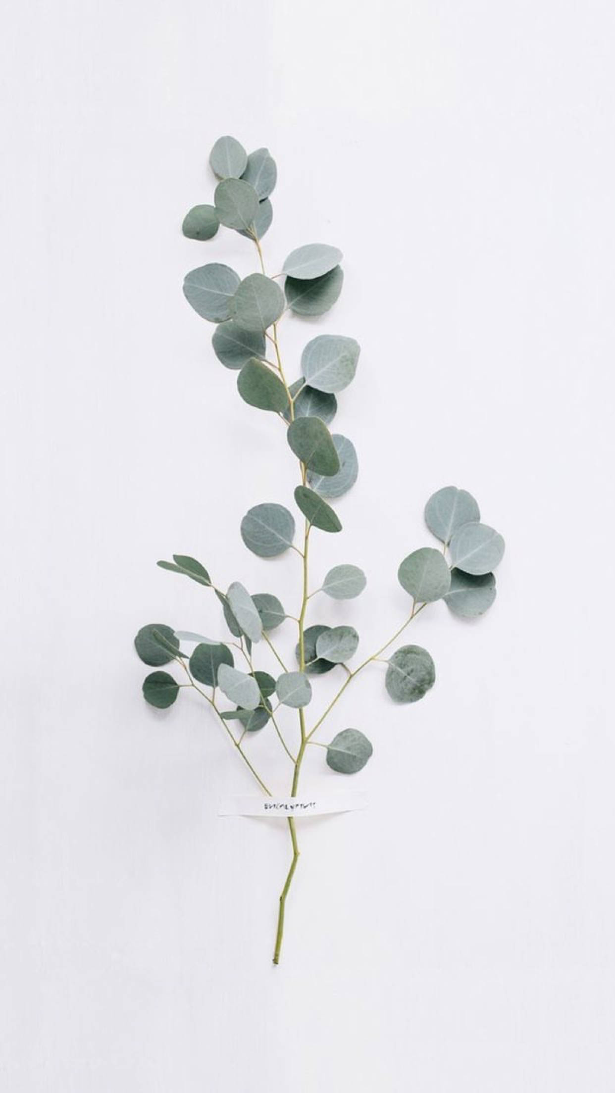 artificial eucalyptus plant, silver-green leaves, clean white background, Full HD Phone Wallpaper