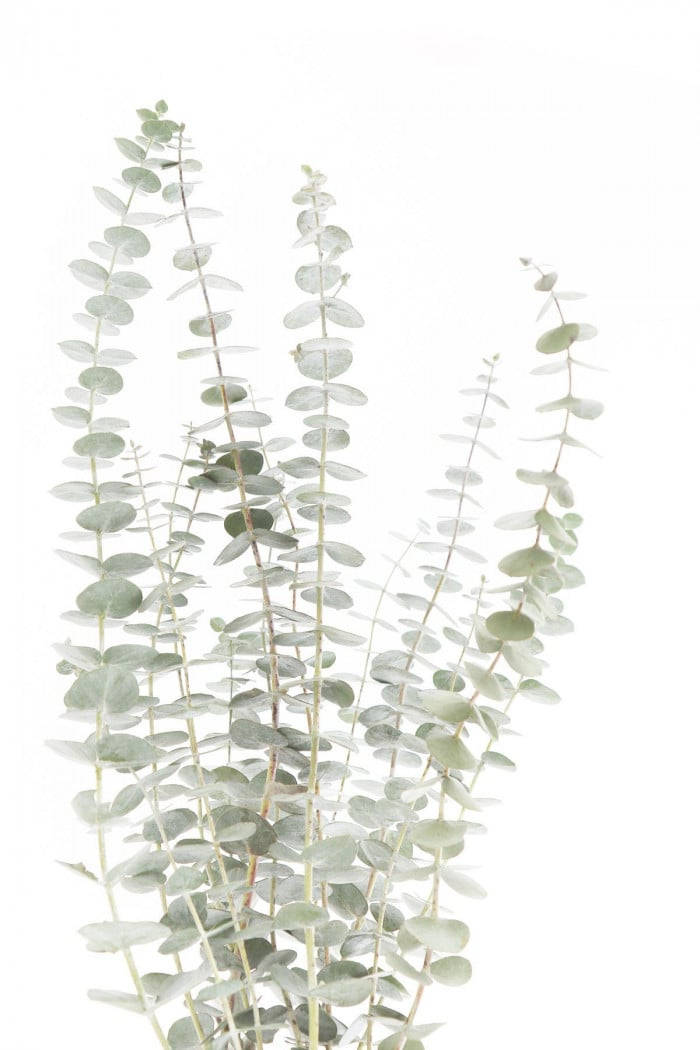 dried eucalyptus plant, eucalyptus stems, silver-green leaves, SD Phone Wallpaper