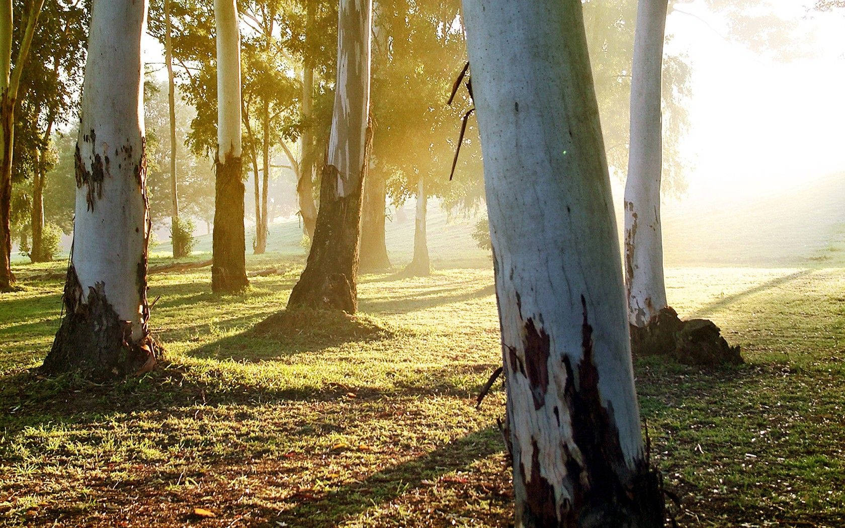 white eucalyptus trunk, tall eucalyptus trees, misty grassy forest floor, HD Desktop Wallpaper