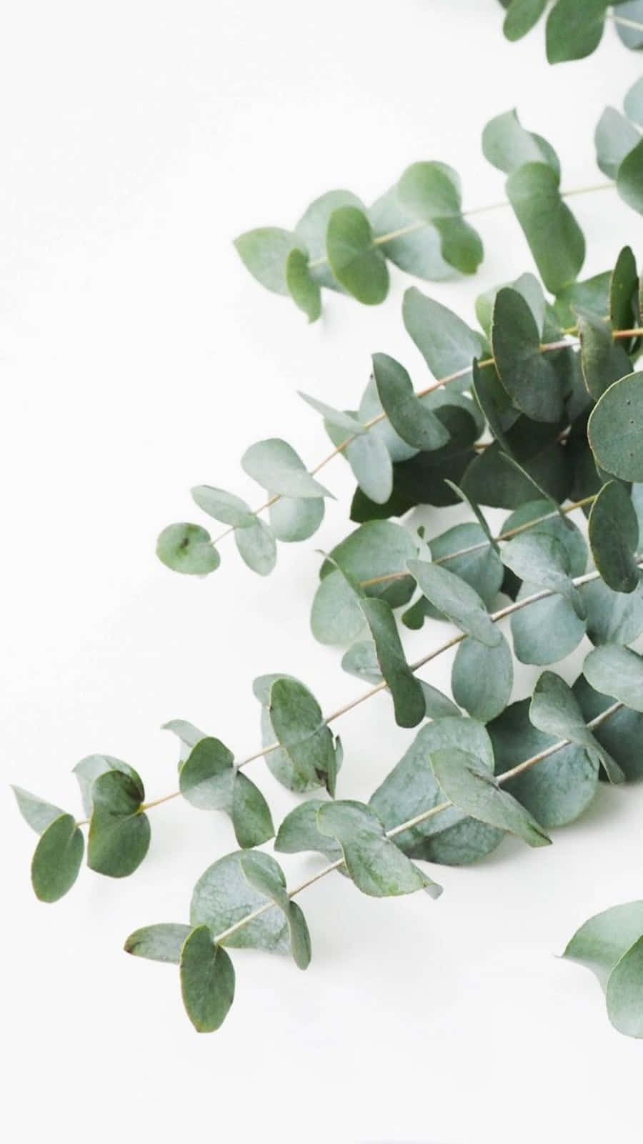 eucalyptus leaves, white background, fresh eucalyptus branches, HD Phone Wallpaper