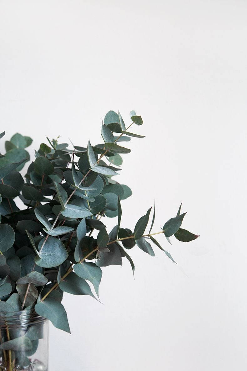 dark green, coin-shaped eucalyptus leaves, fresh eucalyptus branches, SD Phone Wallpaper