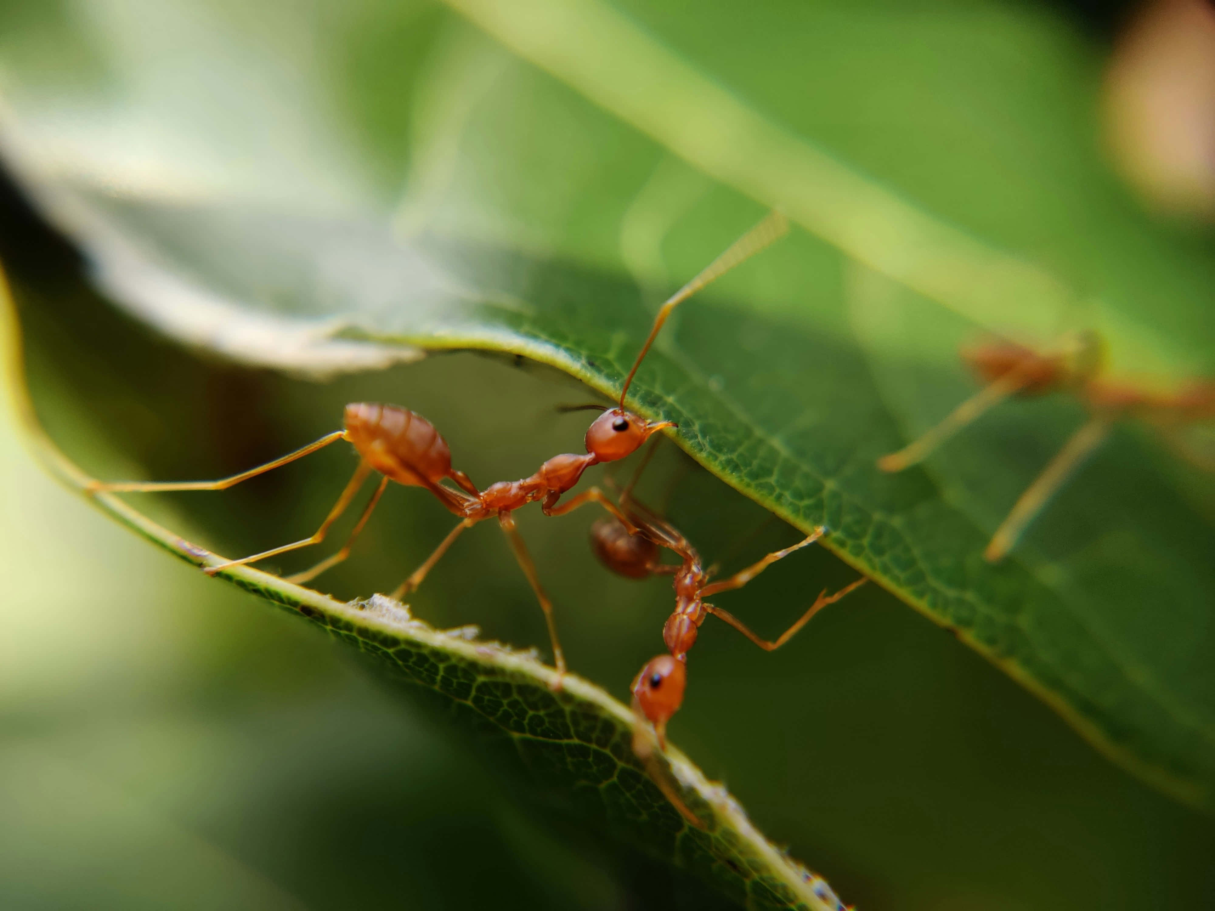 European Fire Ant, leaf, vibrant green, 4K Desktop Wallpaper