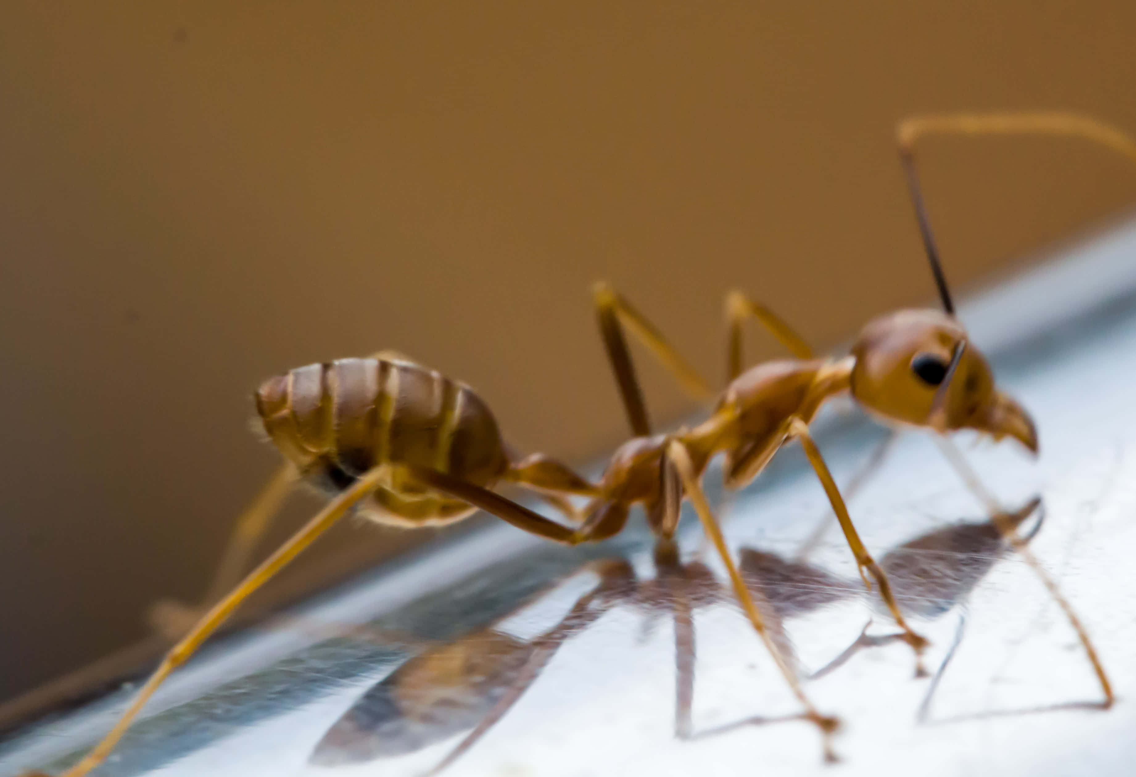fire ant, golden ant, reflective surface, 2K Desktop Wallpaper