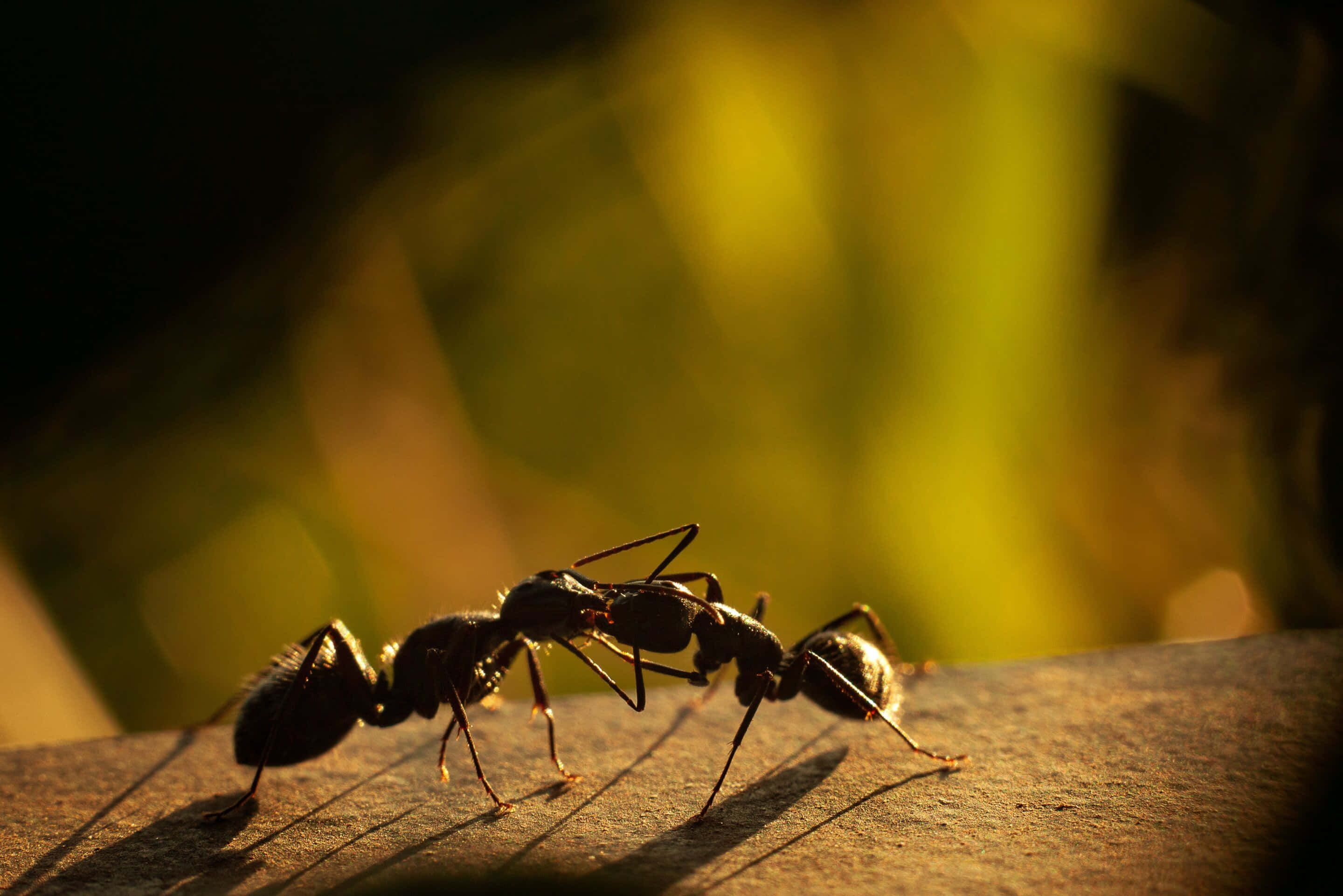 European Fire Ant, black, sunlit, 2K Desktop Wallpaper