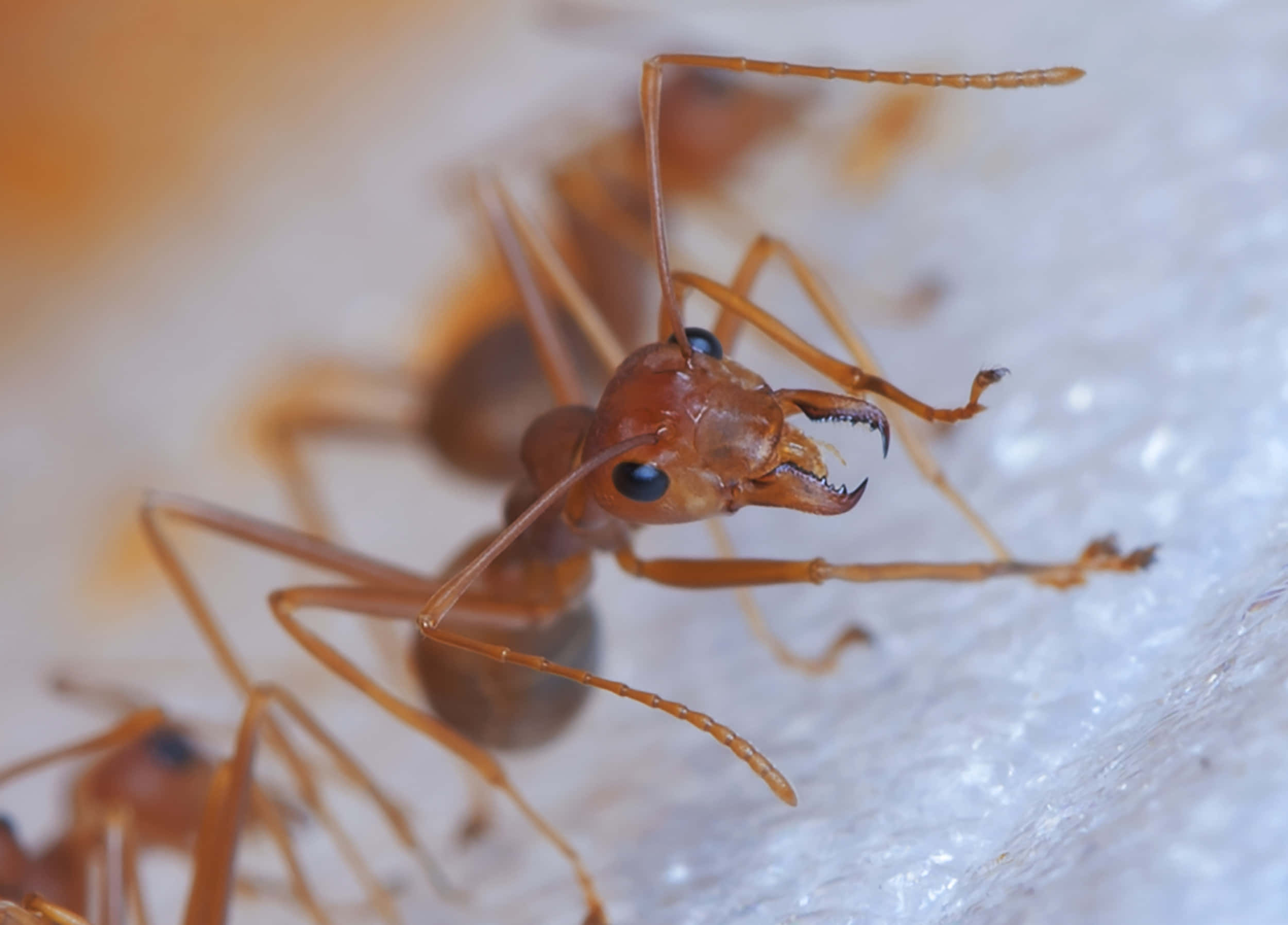 European Fire Ant, reddish-brown, mandibles, Full HD Desktop Wallpaper