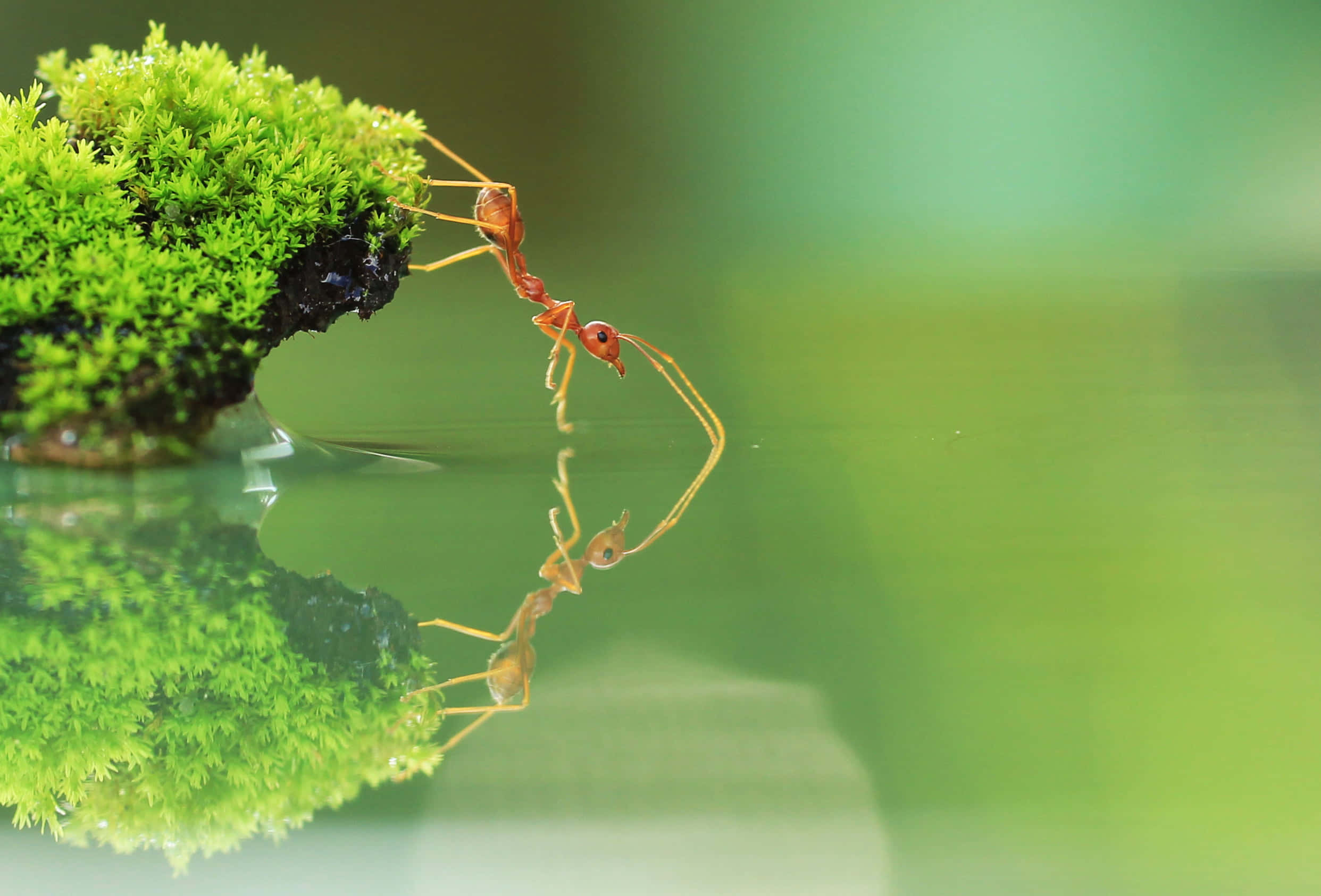Fire Ant, mossy rock, calm water, Full HD Desktop Wallpaper