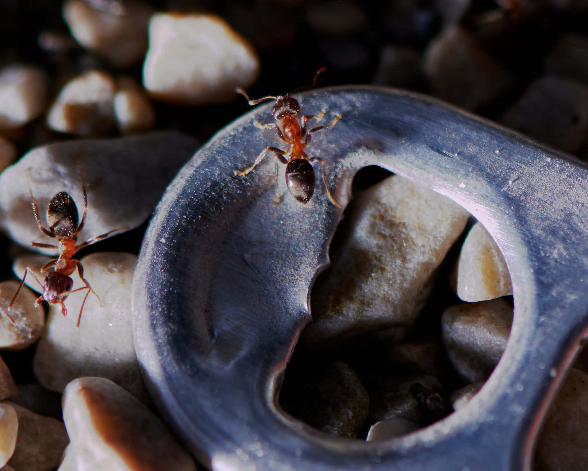 European Fire Ant, crumpled aluminum can tab, smooth gray and beige pebbles, Full HD Desktop Wallpaper