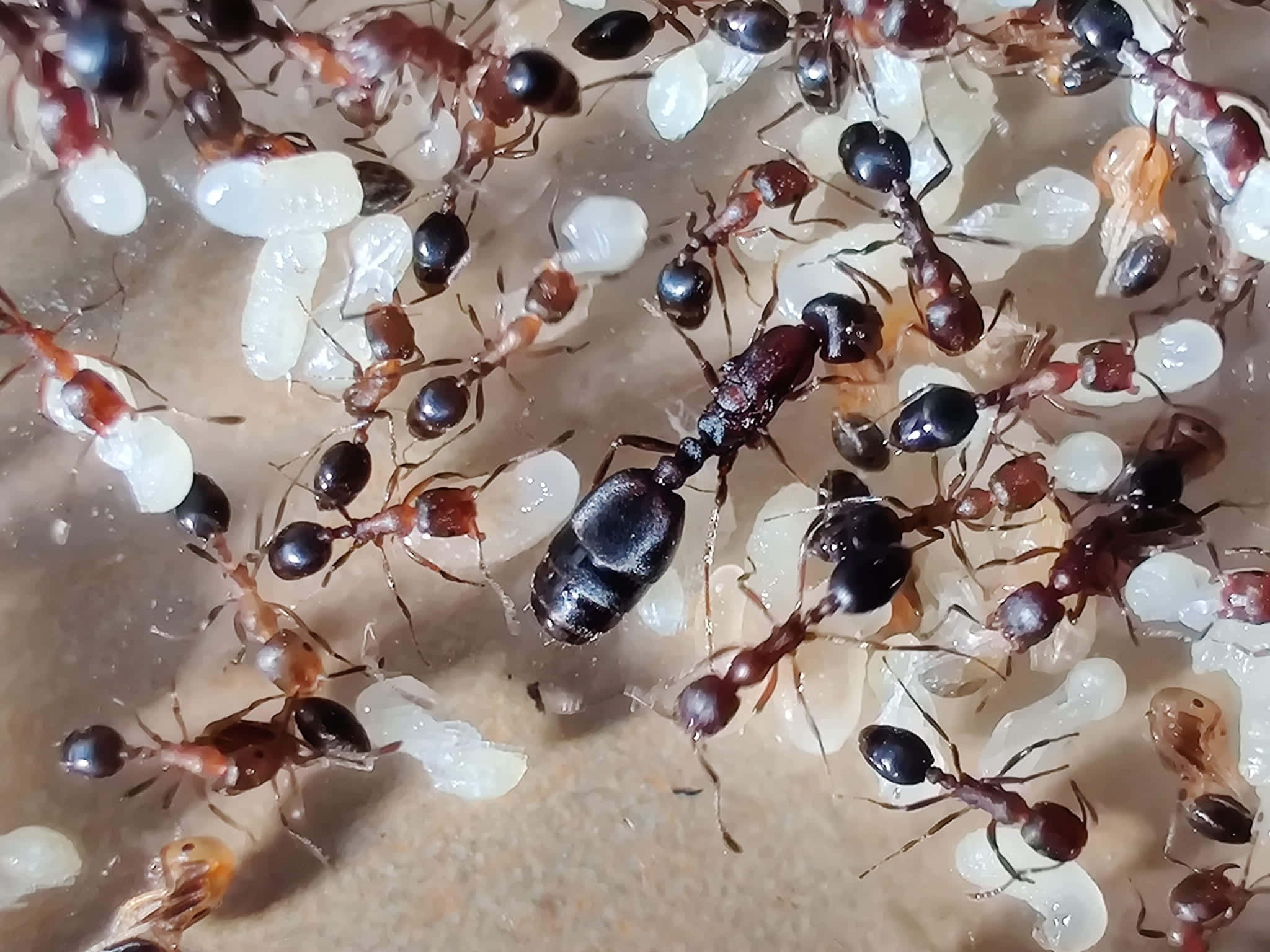 European Fire Ant, red and black ants, white oval eggs, Full HD Desktop Wallpaper
