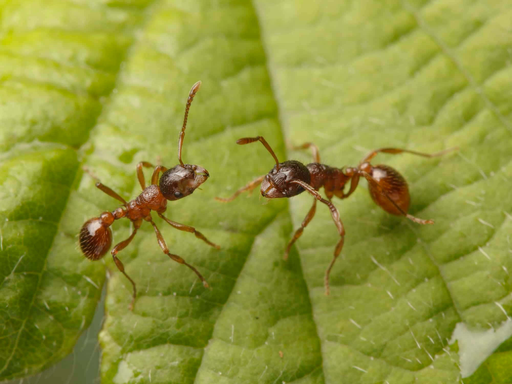 European Fire Ant, leaf, veins, Full HD Desktop Wallpaper