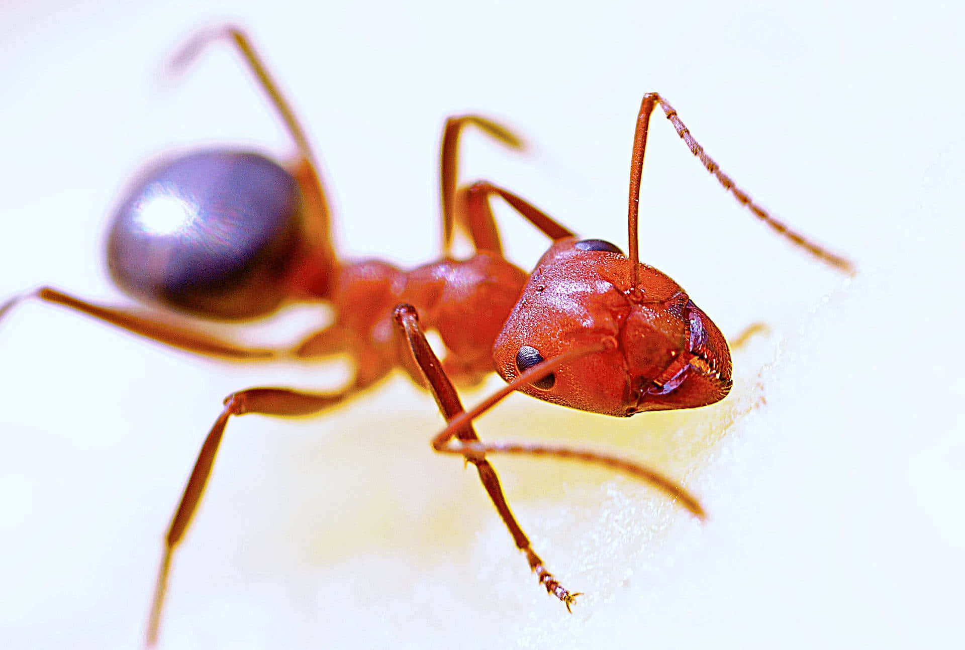 fire ant, reddish-brown, shiny black abdomen, Full HD Desktop Wallpaper