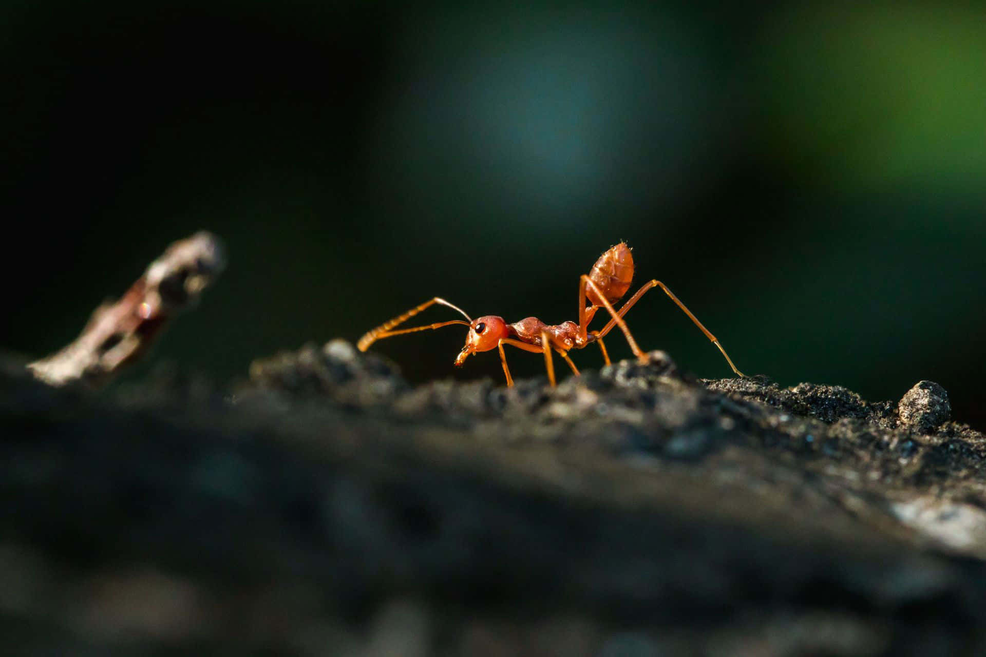 Fire Ant, vibrant red, dark textured bark, Full HD Desktop Wallpaper
