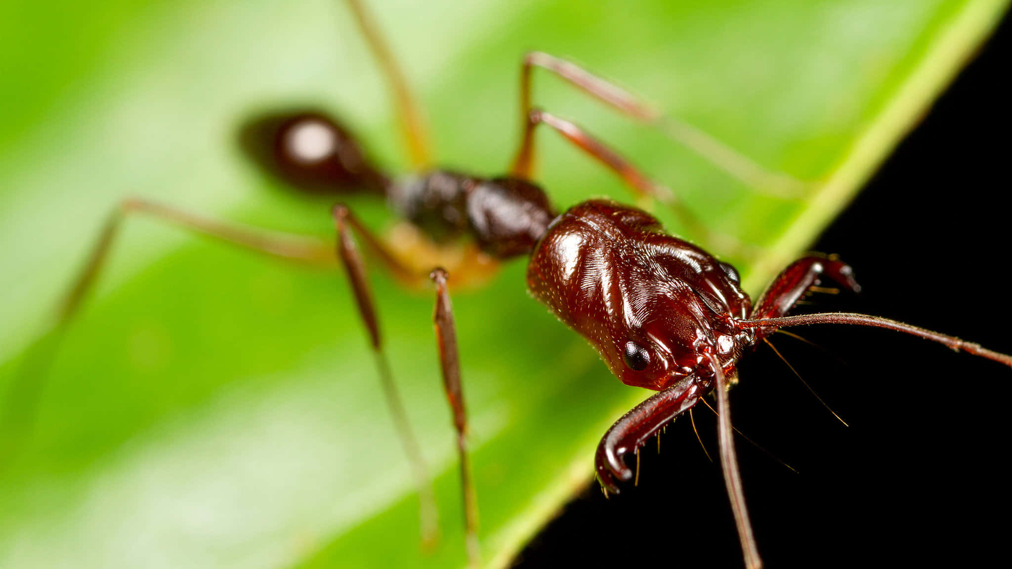 European Fire Ant, dark reddish-brown, prominent mandibles, Full HD Desktop Wallpaper