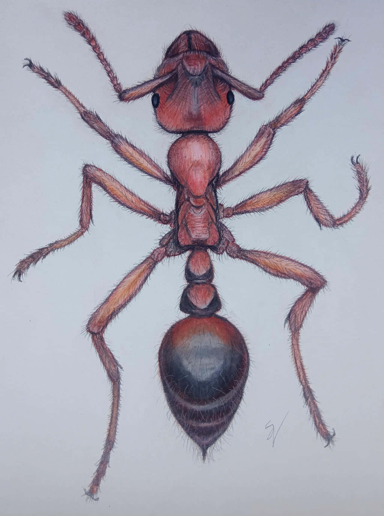 European Fire Ant, reddish-brown, fine hairs, HD Phone Wallpaper