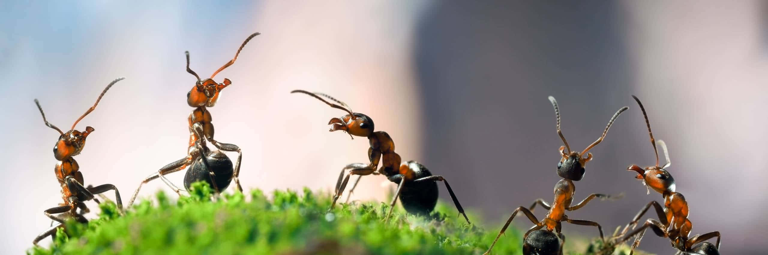 European Fire Ant, mossy ground, vibrant green moss, 2K Desktop Wallpaper