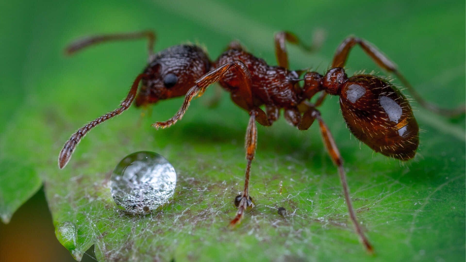European Fire Ant, leaf, dewdrop, Full HD Desktop Wallpaper
