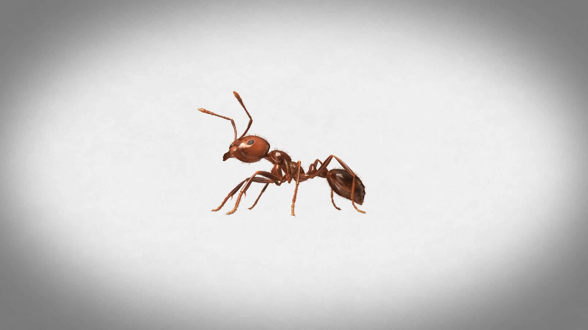 Fire Ant, reddish-brown, soft gradient gray background, Full HD Desktop Wallpaper