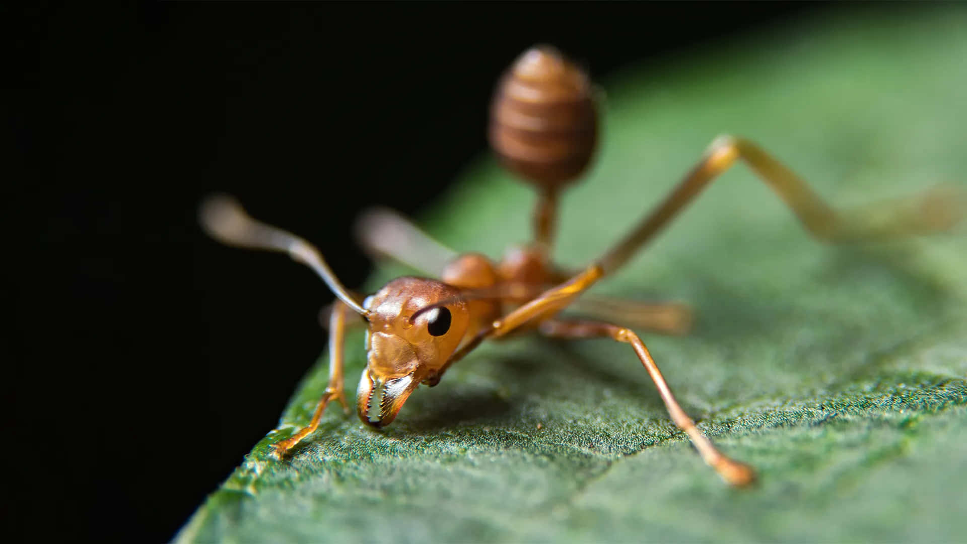 fire ant, reddish-brown, segmented abdomen, Full HD Desktop Wallpaper