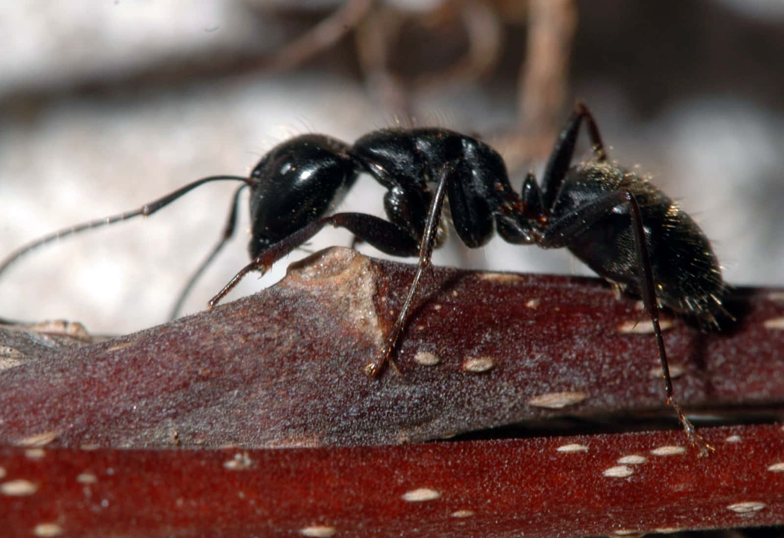 European Fire Ant, glossy black, textured reddish-brown twig, HD Desktop Wallpaper