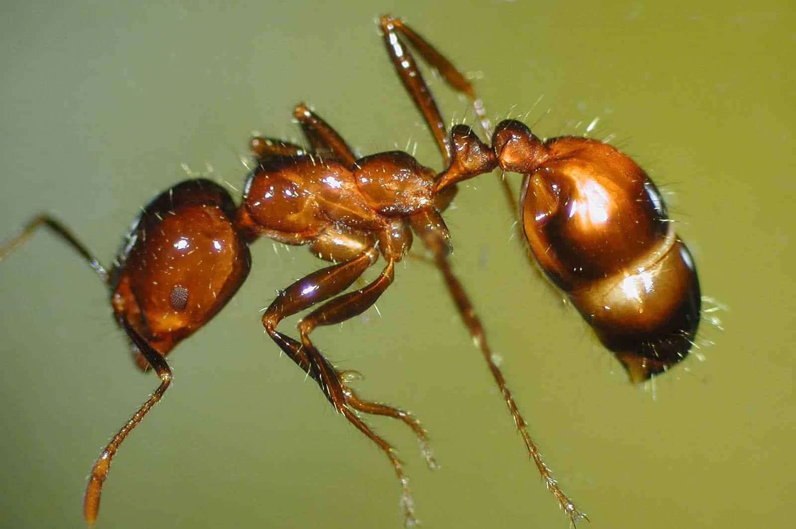 fire ant, reddish-brown, macro shot, HD Desktop Wallpaper