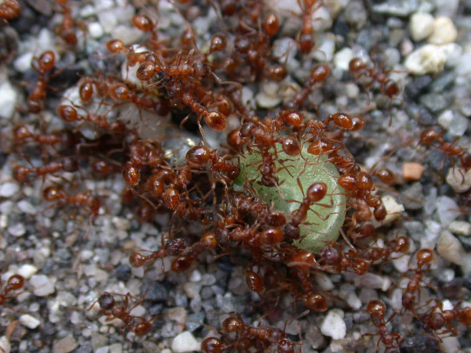 European Fire Ant, reddish-brown ants, greenish grub, HD Desktop Wallpaper