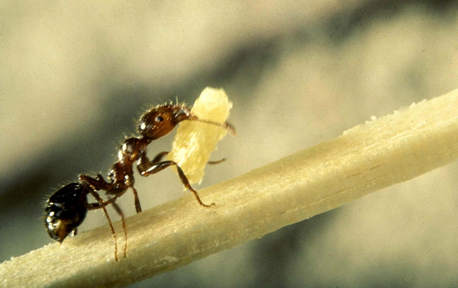 Fire Ant, reddish-brown, pale yellow, HD Desktop Wallpaper