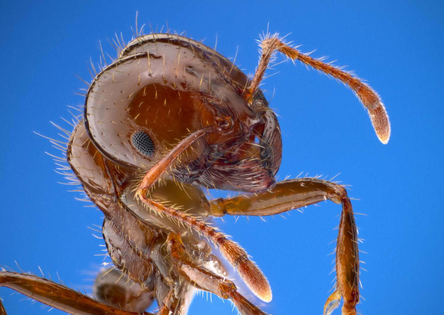 European Fire Ant, reddish-brown, compound eyes, HD Desktop Wallpaper