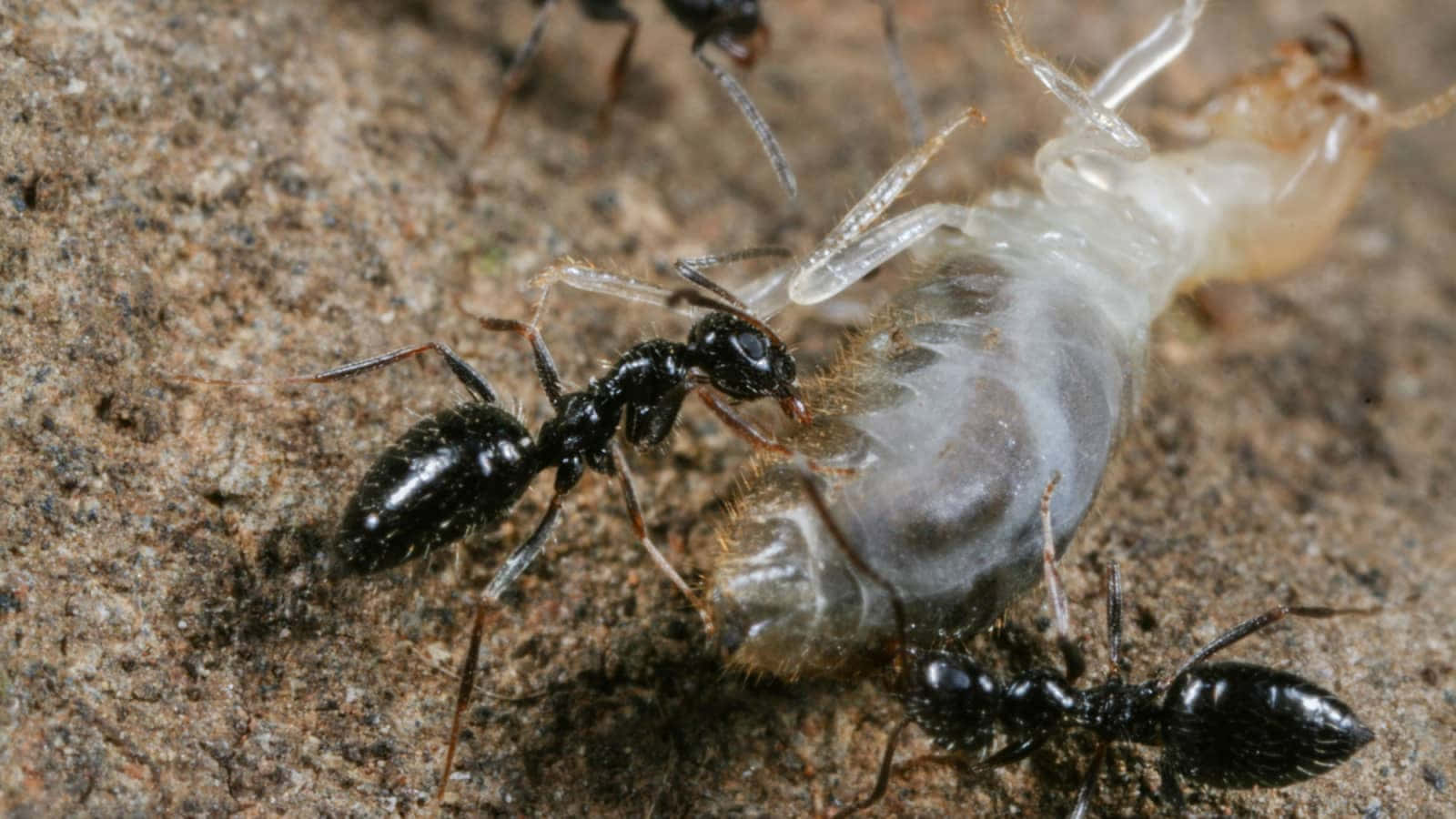 European Fire Ants, translucent white termite larva, gritty earth, HD Desktop Wallpaper