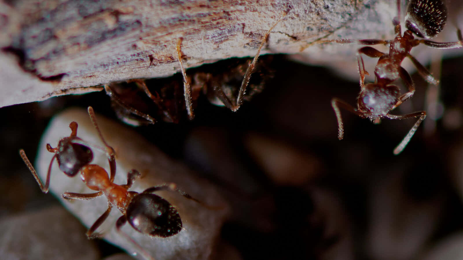 European Fire Ant, bark, red ants, HD Desktop Wallpaper