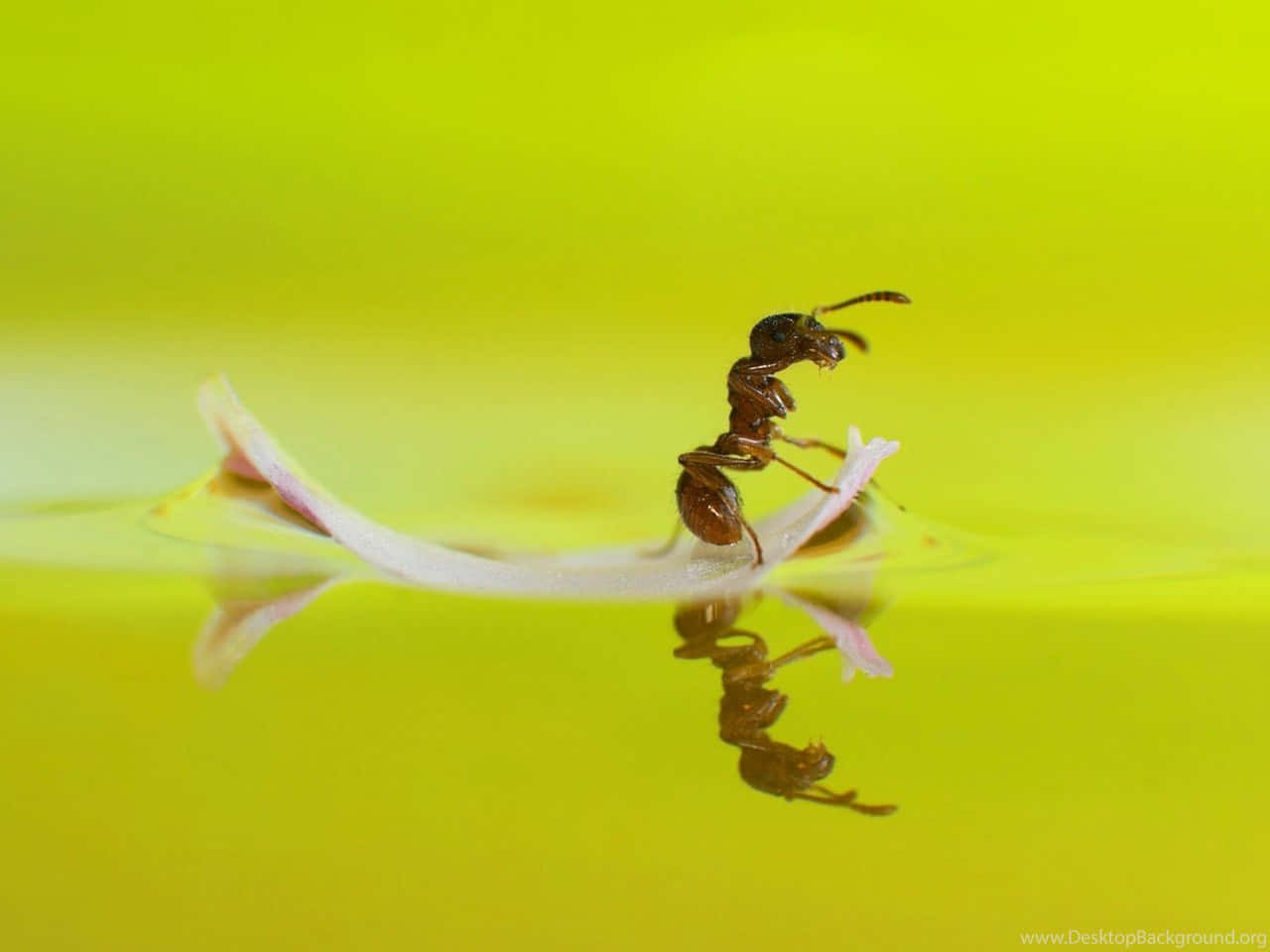 Fire Ant, white petal, vibrant yellow water, HD Desktop Wallpaper