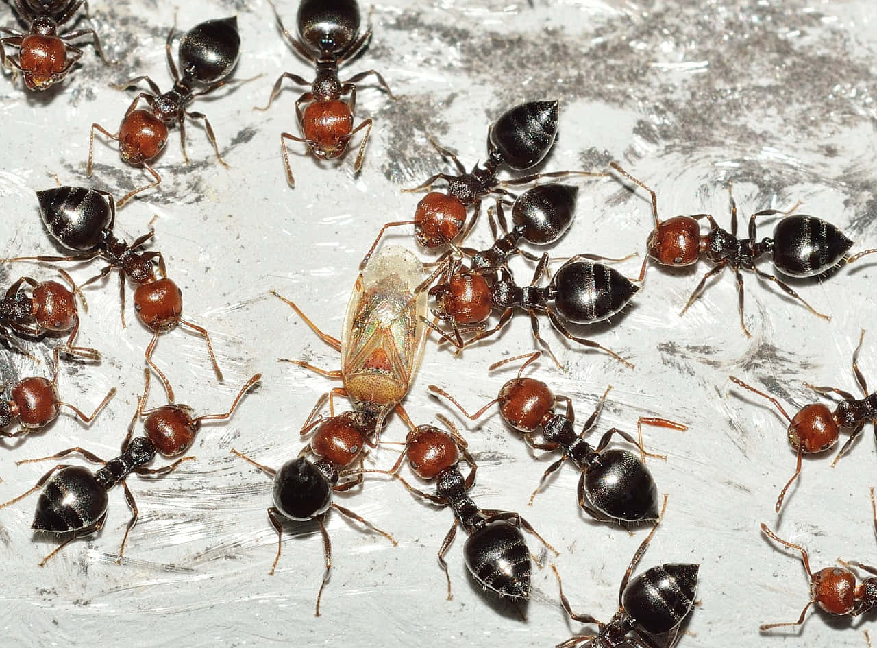 European Fire Ant, black ants, reddish heads, HD Desktop Wallpaper