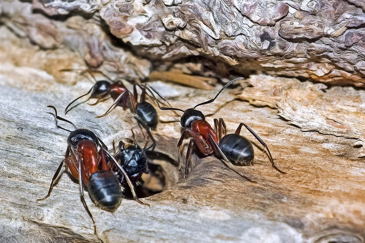 European Fire Ant, wood, black and red ants, HD Desktop Wallpaper