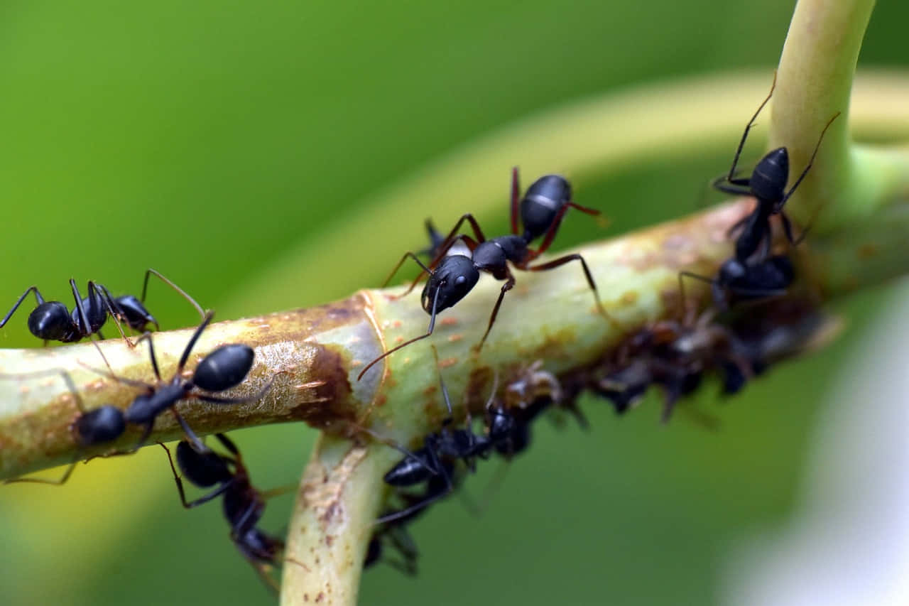 European Fire Ant, plant stem, black ants, HD Desktop Wallpaper