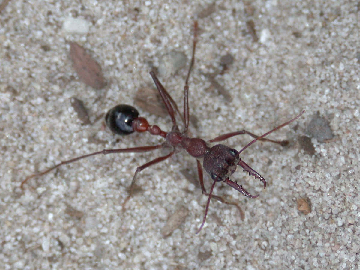 European Fire Ant, reddish-brown, prominent mandibles, SD Desktop Wallpaper