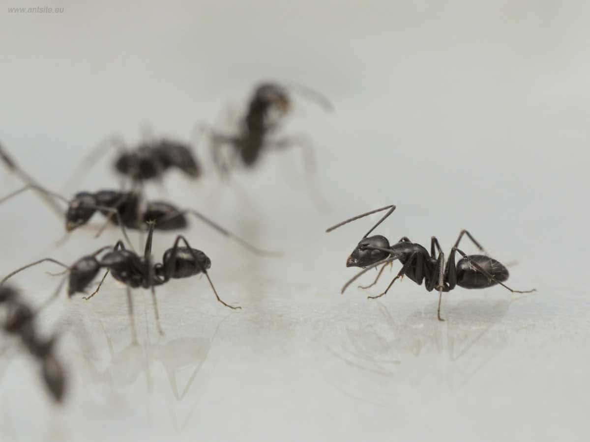 European Fire Ant, black ants, marching in a line, SD Desktop Wallpaper