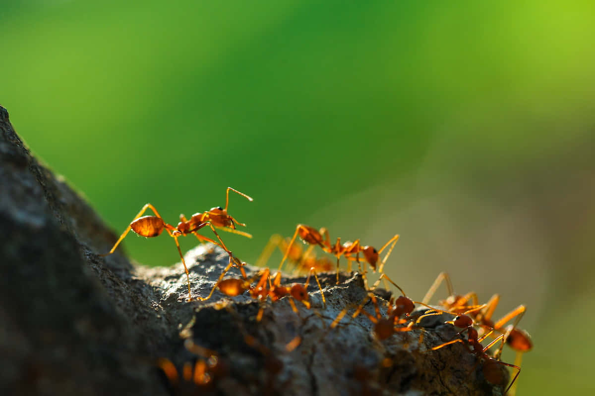 fire ant, tree bark, red ants, SD Desktop Wallpaper