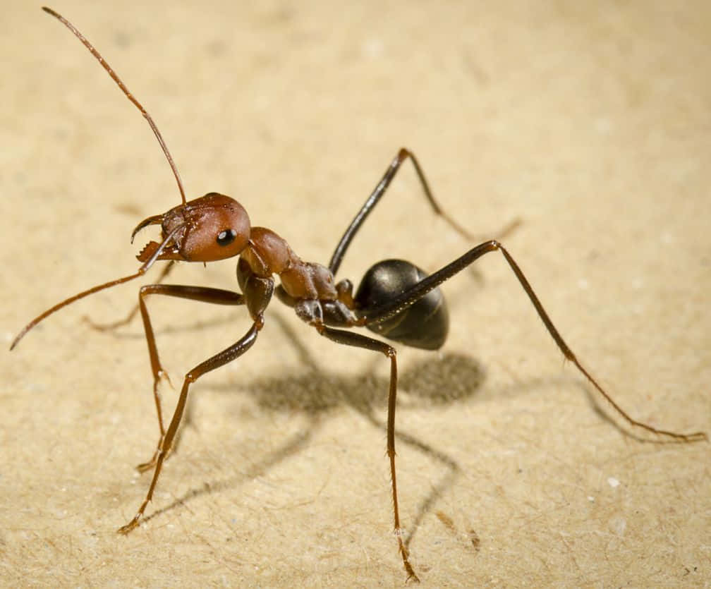 European Fire Ant, reddish-brown, black abdomen, SD Desktop Wallpaper