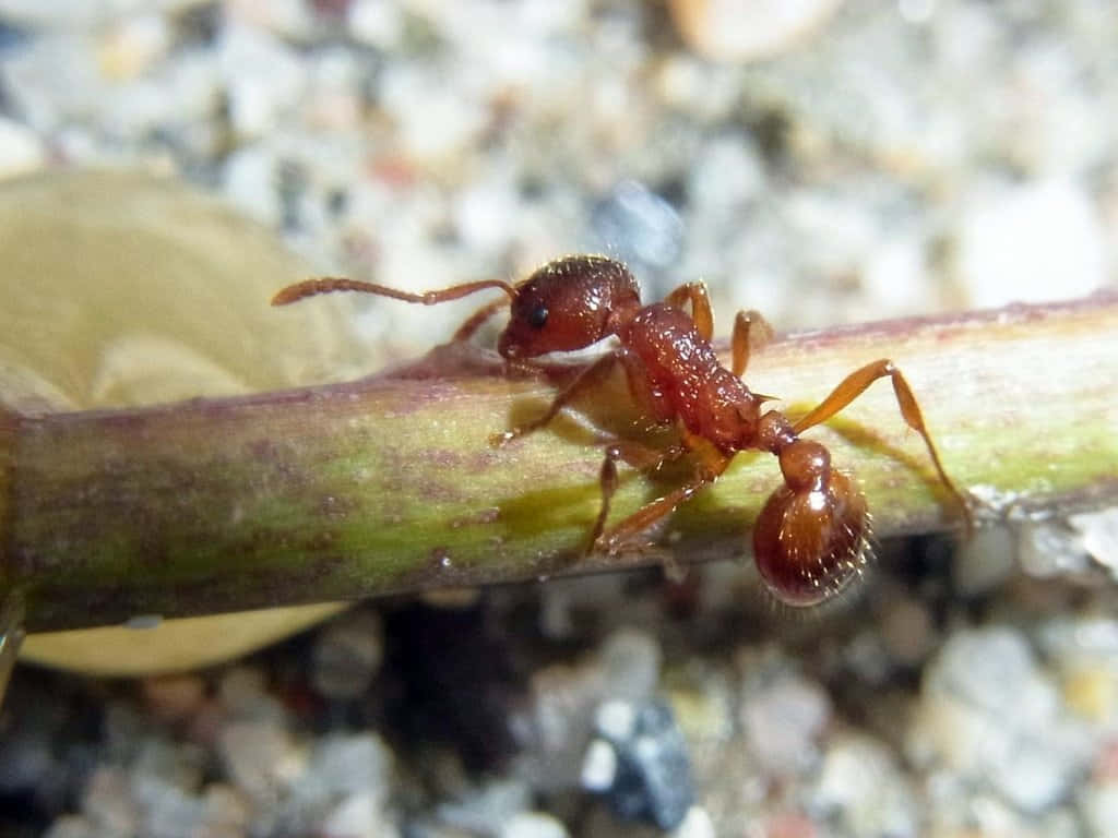 European Fire Ant, plant stem, reddish-brown ant, SD Desktop Wallpaper